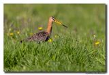 Grutto - Black-tailed Godwit