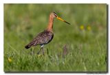 Grutto - Black-tailed Godwit