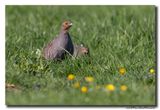 Patrijs - Grey Partridge
