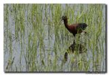 Glossy ibis