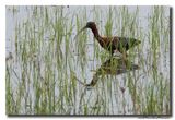 Glossy ibis