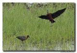 Glossy ibis