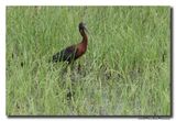 Glossy ibis