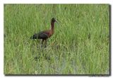 Glossy ibis
