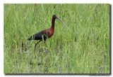 Glossy ibis