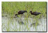 Glossy ibis