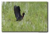 Glossy ibis