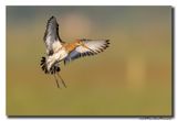 Grutto - Black-tailed Godwit