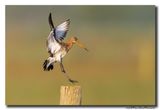 Grutto - Black-tailed Godwit