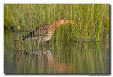 Grutto - Black-tailed Godwit