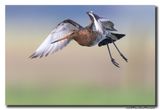 Grutto - Black-tailed Godwit
