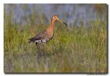 Grutto - Black-tailed Godwit