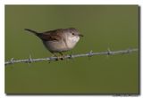 Grasmus - Whitethroat