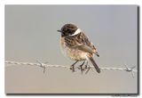 Roodborsttapuit - Stonechat