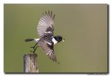 Roodborsttapuit - Stonechat