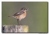 Roodborsttapuit - Stonechat