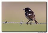 Roodborsttapuit - Stonechat