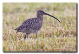 Wulp - Curlew