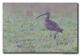 Wulp - Curlew