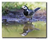 Witte Kwikstaart - White Wagtail