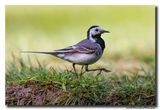 Witte Kwikstaart - White Wagtail
