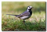 Witte Kwikstaart - White Wagtail
