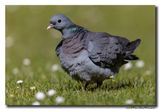 Holenduif - Stock Dove
