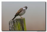 Grasmus - Whitethroat