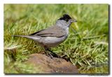 Zwartkop - Blackcap