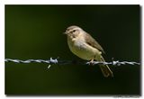 Tjiftjaf - Common Chiffchaff