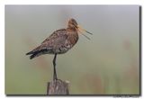 Grutto - Black-tailed Godwit