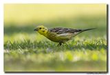 Geelgors - Yellowhammer