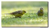 Geelgors - Yellowhammer