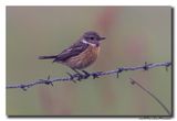 Roodborsttapuit - Stonechat