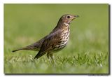 Zanglijster - Song Thrush