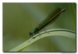 Weidebeekjuffer_20230604