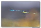 Azuurwaterjuffer_20230604
