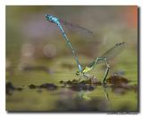 Azuurwaterjuffer_20230604