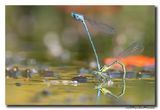 Azuurwaterjuffer_20230604