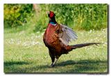 Fazant - Pheasant