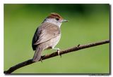 Zwartkop - Blackcap