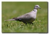Turkse Tortel - Collared Dove