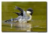 Koolmees - Great Tit