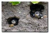 Oeverzwaluw - Sand Martin
