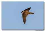 Oeverzwaluw - Sand Martin
