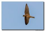 Oeverzwaluw - Sand Martin