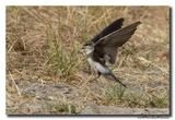 Oeverzwaluw - Sand Martin