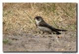 Oeverzwaluw - Sand Martin