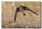 Oeverzwaluw - Sand Martin