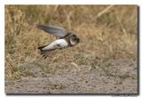 Oeverzwaluw - Sand Martin